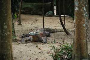 SINGAPORE ZOO (199)